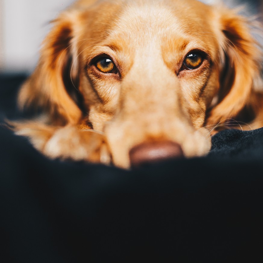Tierarzt bittet: Bleib' bei deinem Hund, wenn er stirbt. Auch wenn es hart ist.