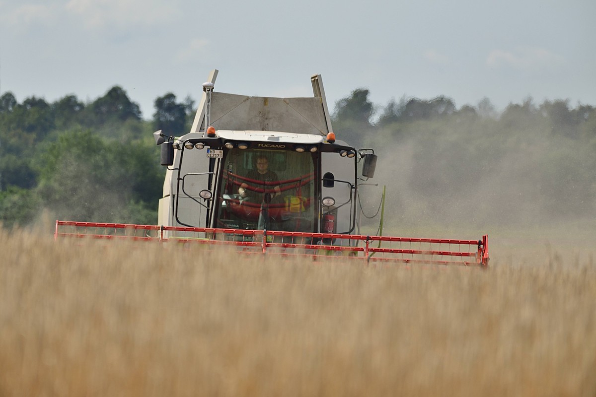 18.7.2024 Feldarbeit Getreideernte in Nordbaden. Die Landwirte nutzen die warmen und trockenen Tage im Juli um die Ernte einzubringen. Jedoch wällt die Ernte in diesem Jahr geringer aus als gehofft. H ...