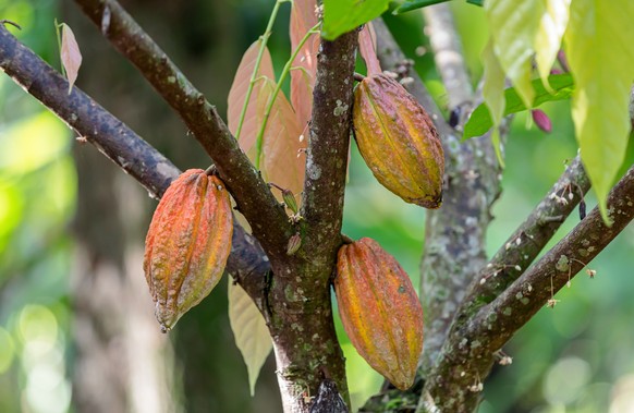 Bio-Kakaobäume sind besser vor den Folgen der Klimakrise geschützt.