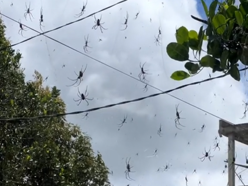 Auf Tiktok zeigt eine Userin schockierende Bilder von einem riesigen Spinnennetz.