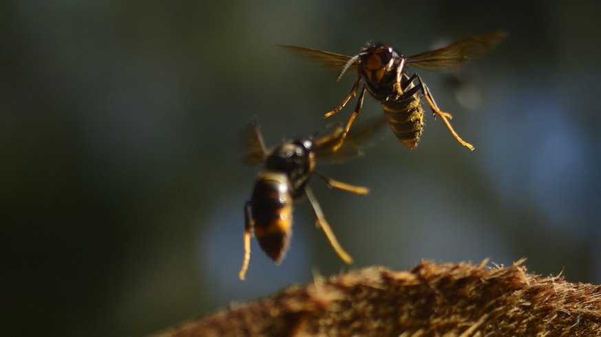 HANDOUT - 06.10.2021, ---, -: Das Bild zeigt zwei asiatische Hornissen. Hummeln haben einer Studie britischer Wissenschaftler zufolge eine erstaunliche Technik, um die Angriffe Asiatischer Hornissen a ...