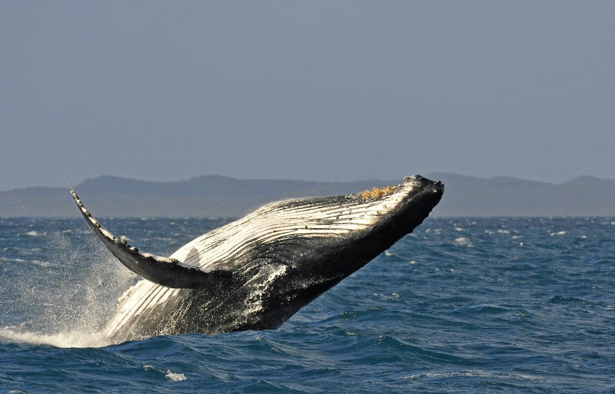 Artspezifisches breach, breaching, Sprung mit Drehung, Buckelwal Megaptera novaeangliae, Hervey Bay, hinten Fraser Island, Queensland, Australien iblimw01273574 Bitte beachten Sie die gesetzlichen Bes ...