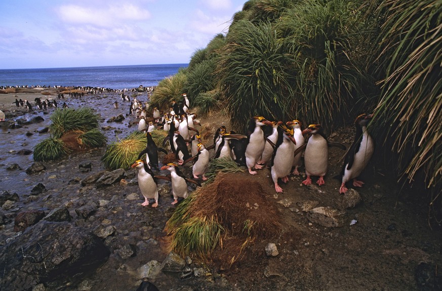 Royal penguin on path from sea to their colony Macquarie Island, Sub_Antarctic, administered by Tasmania, Australia