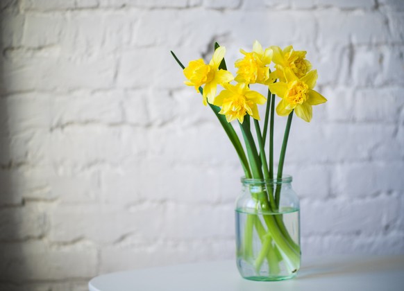 daffodils in glass vase loft background