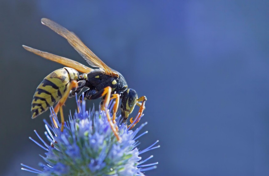 Wasp on banater thistle,Eifel,GErmany.