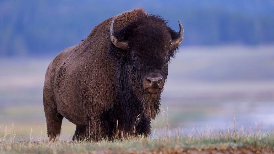Bisons sind äußerst wichtig: Nicht nur für die Natur, sondern auch für die Ureinwohner:innen Amerikas.