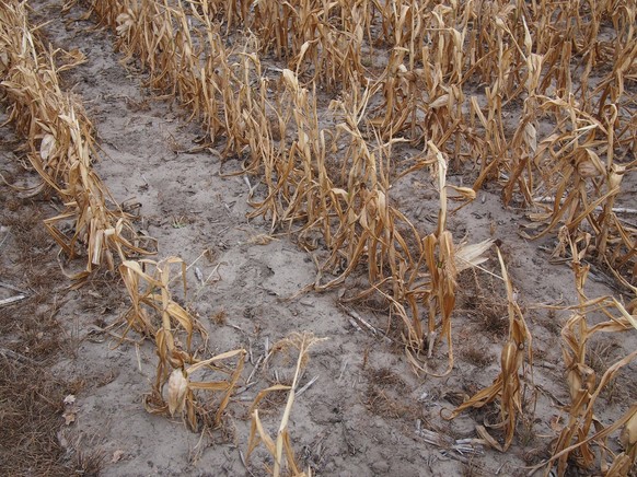 In Brandenburg sind die Böden extrem trocken. Ganze Ernten sind in Gefahr. 