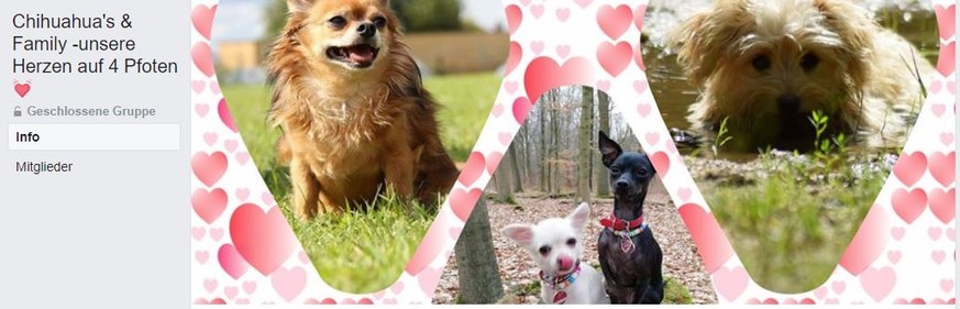 Awwwww... Anna hasste Chihuahuas, bis sie dieser FB-Gruppe beitrat