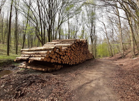 Holzpolter an einem Wanderweg im Fruehjahrsbuchenwald , Deutschland | woodpile at a forest path in srping forest, Germany
