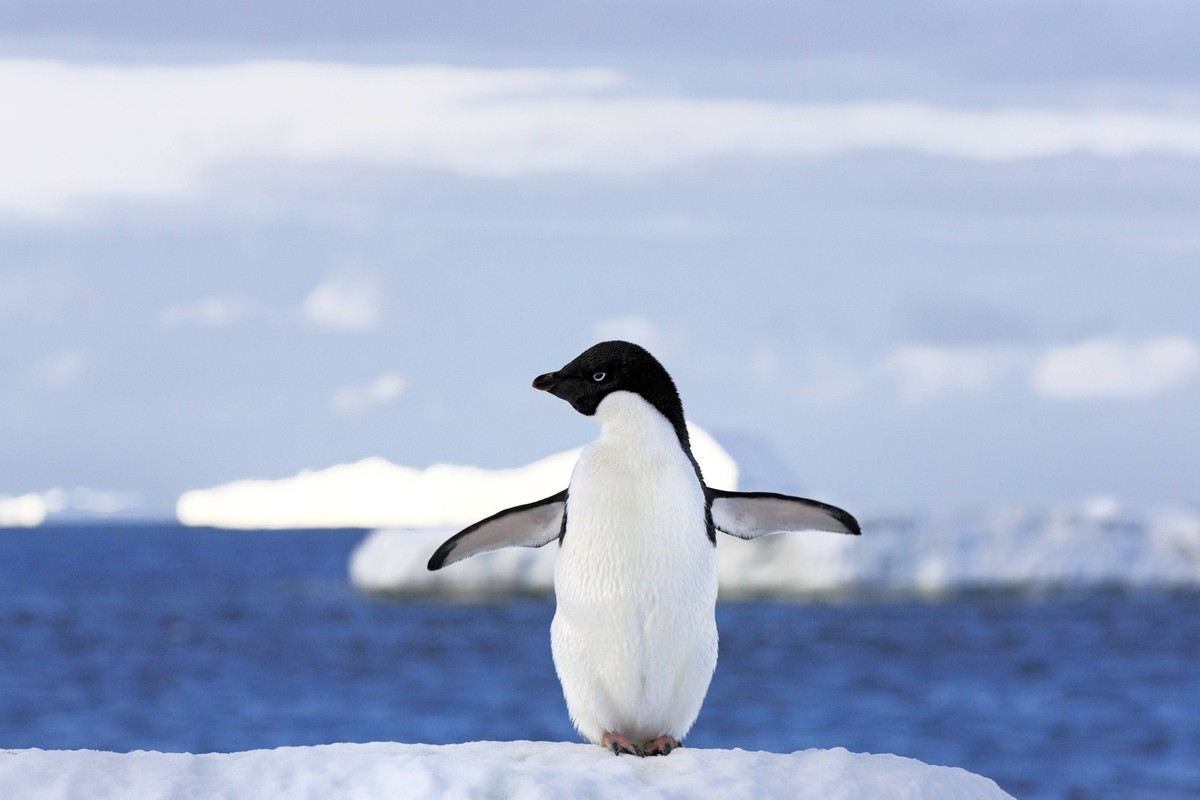 Adeliepinguin Pygoscelis adeliae, adult, spreizt die Flügel, Pinguine, flugunfähig, Schnee, Eisscholle, Antarktis, Brown Bluff, Antarktika Adelie penguin Pygoscelis adeliae, adult, spreading wings, pe ...