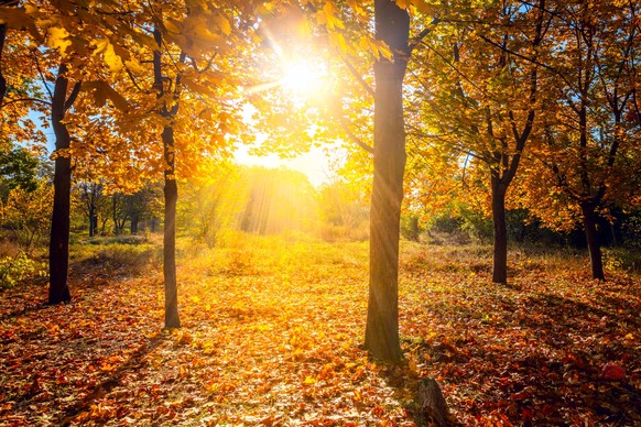 Der Herbst bleibt golden, vor allem im Süden.