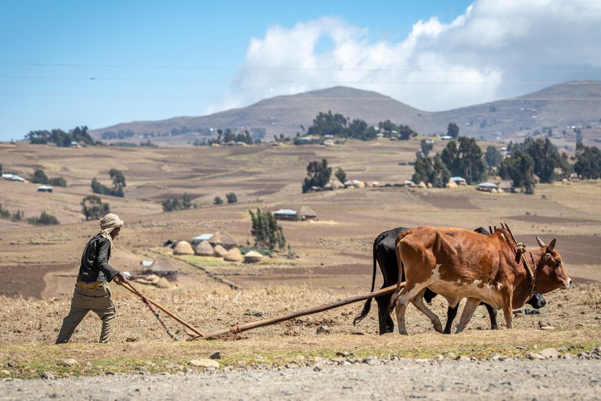 Äthiopischer Landwirt pflügt seine Felder mit einem gezogenen Viehpflug, Debre Berhan, Äthiopien, Afrika *** Ethiopian farmer ploughs his fields with a towed cattle plough, Debre Berhan, Ethiopia, Afr ...