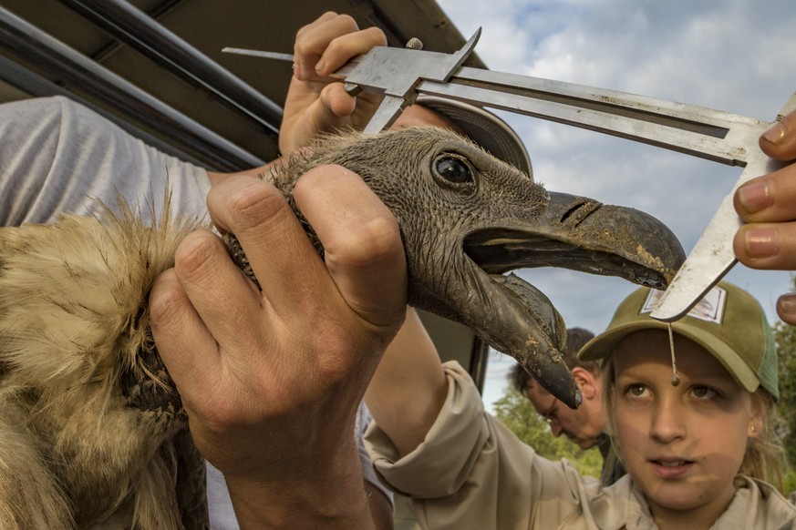 Monitoring the health of Gorongosa's vultures requires taking meticulous measurements of every captured individual. Here, Ayla Kaltenecker, aspiring young scientist and the daughter of one of the proj ...