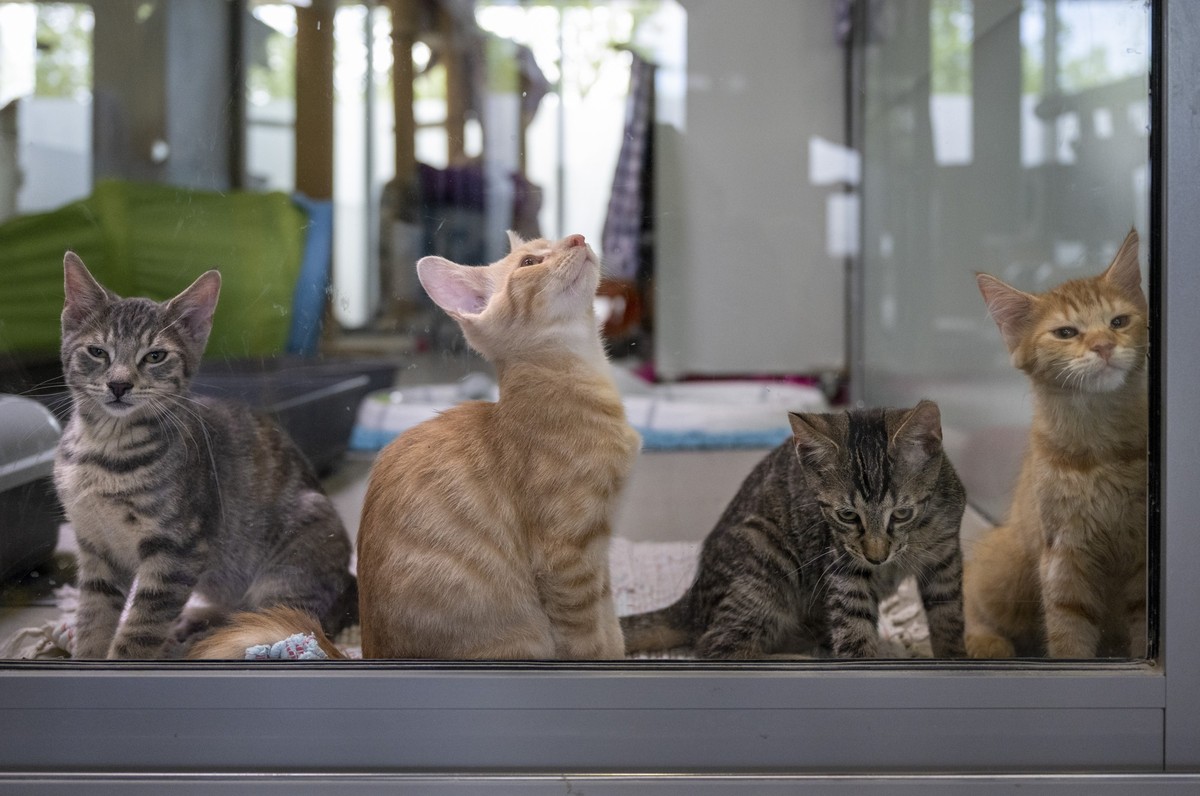 05.08.2022, Berlin: Vier junge Katzen sitzen im Mutter- und Kinderkatzenhaus im Berliner Tierheim. Im Katzenhaus im Tierheim Berlin werden in diesem Sommer so viele Katzen versorgt wie seit Jahren nic ...