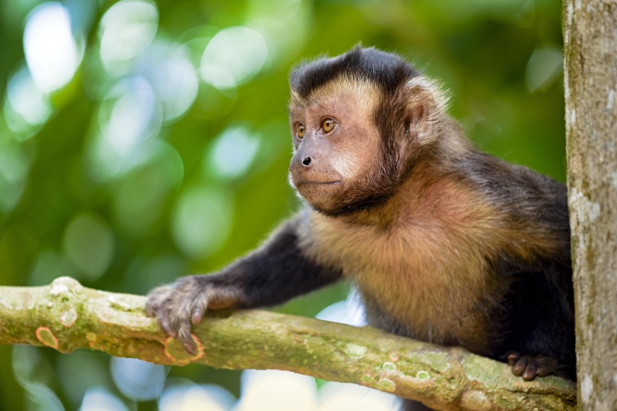 Dieser Affe lebt im brasilianischen Regenwald. 