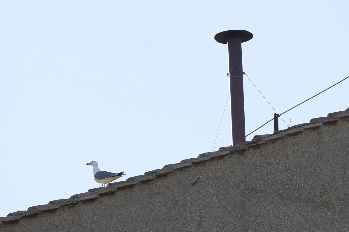 dpatopbilder - 11.01.2025, Vatikan, Vatikanstadt: Eine Möwe sitzt neben dem Schornstein auf dem Dach der Sixtinischen Kapelle während des Konklaves zur Wahl eines neuen Papstes im Vatikan. Foto: Andre ...