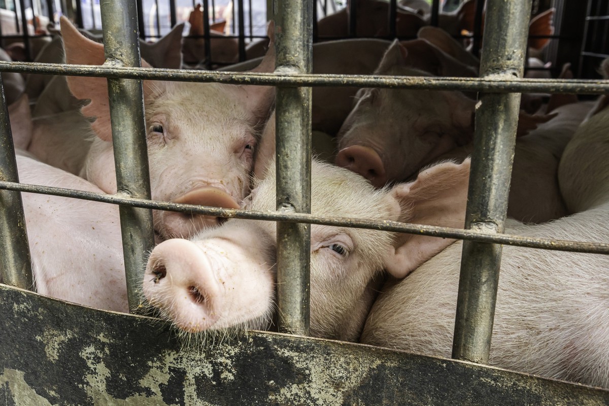 baby piglet during transport by truck