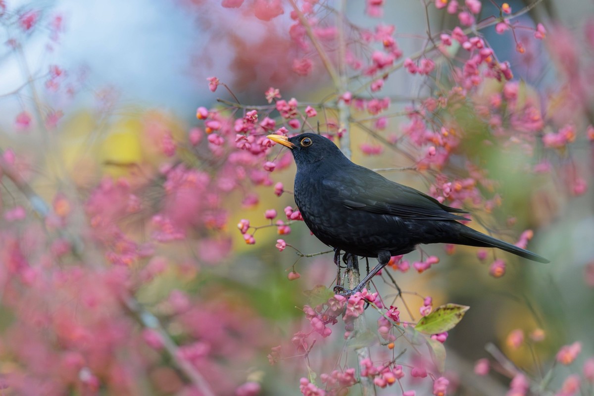 Majestätischer Schnubbel!