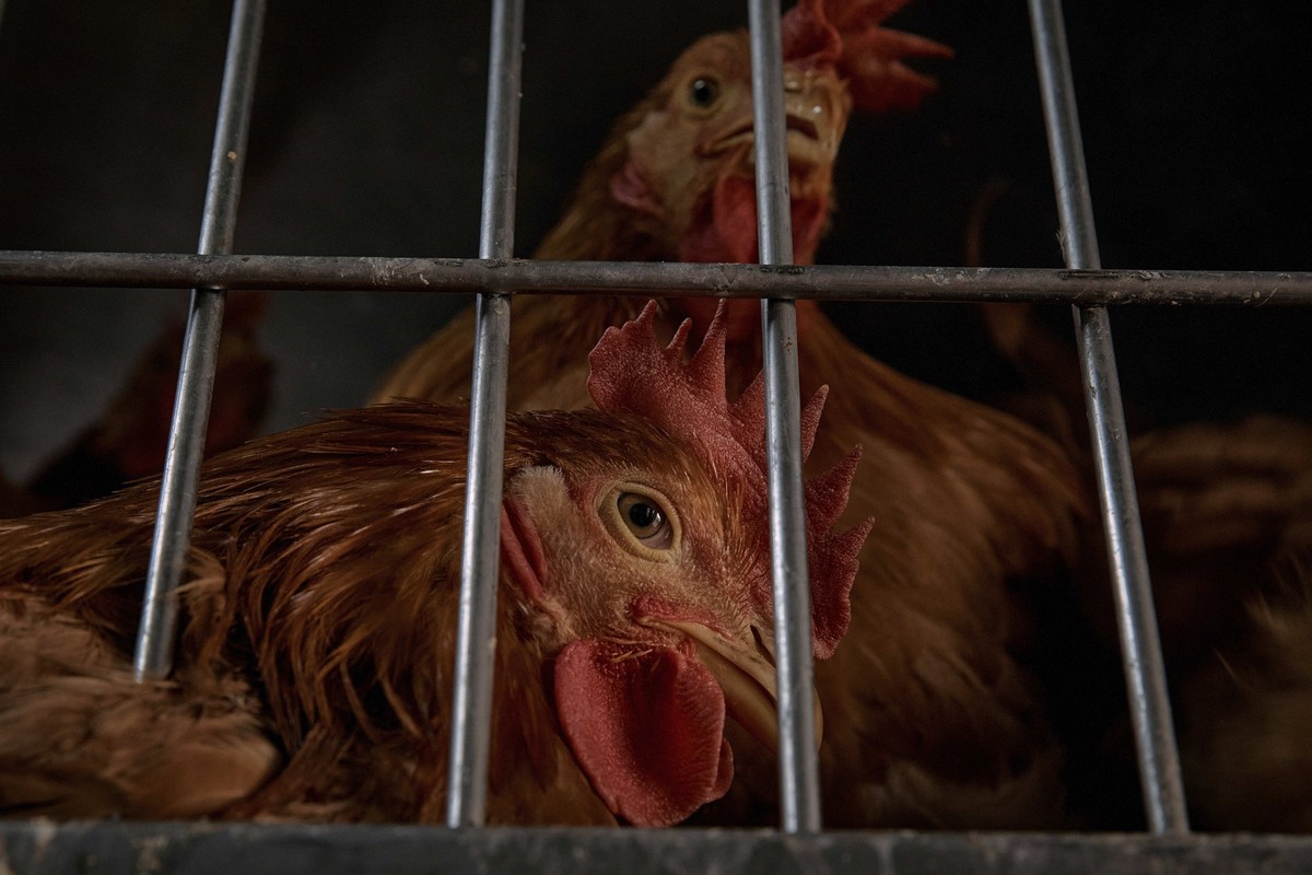07.02.2025, USA, New York: Hühner ruhen in einem Käfig, während sie darauf warten, in der La Granja Live Poultry Corporation geschlachtet zu werden. Foto: Andres Kudacki/AP/dpa +++ dpa-Bildfunk +++