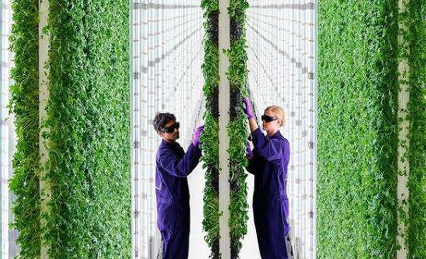 Die vertikalen Plenty-Plantagen könnten die Landwirtschaft der Zukunft sein.