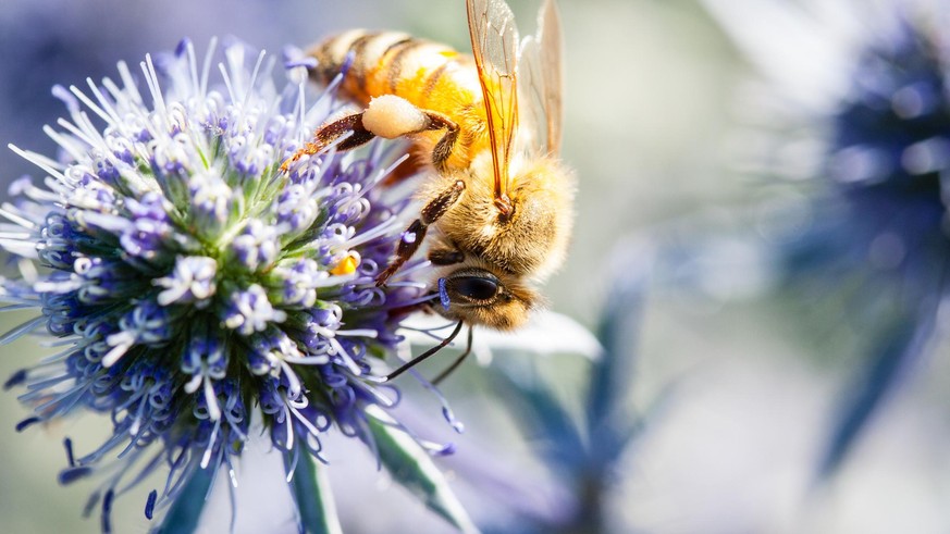 Close-up and macro shot of a bee foraging on a blue thistle (eryngium planum) in a garden. Honey can been seen on the bee&#039;s legs and pollen all around.