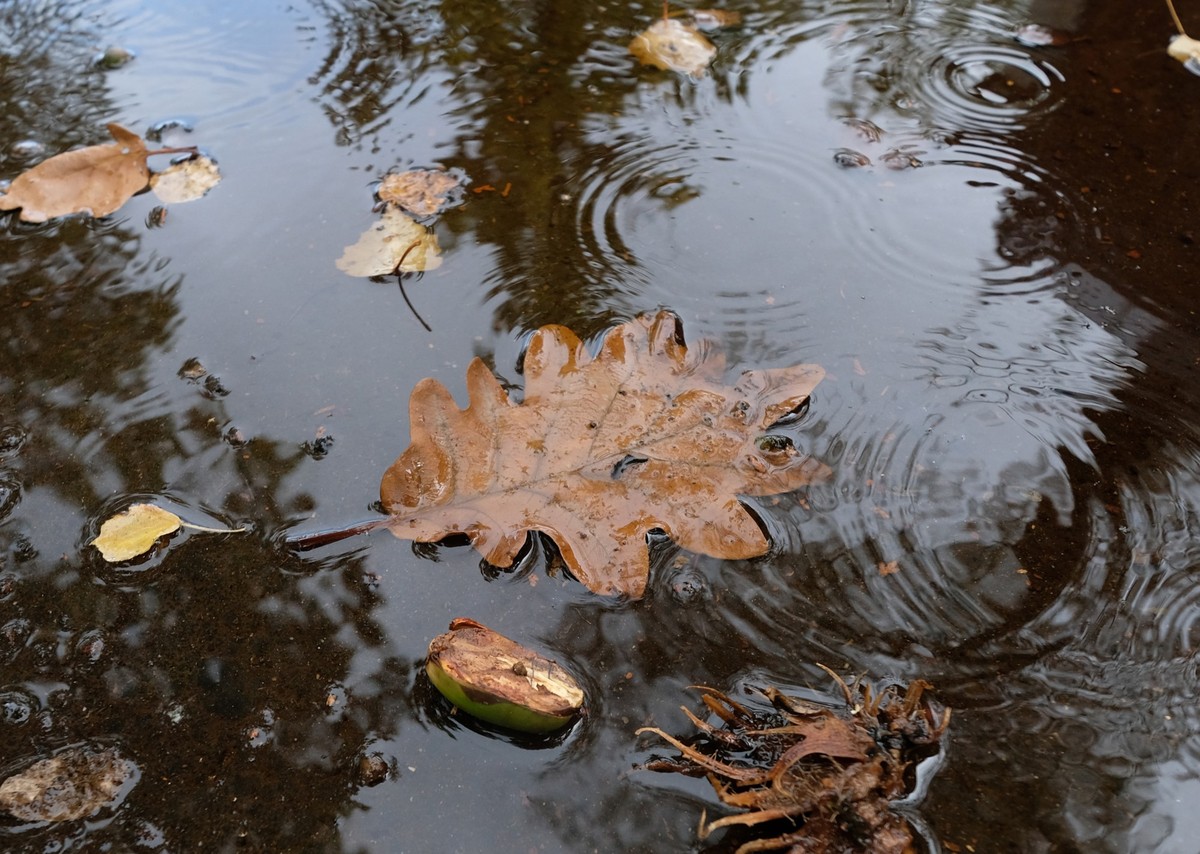 ARCHIV - 26.09.2022, Baden-W�rttemberg, Stuttgart: B�ume spiegeln sich in einer Pf�tze in der Bl�tter schwimmen. Mit �berdurchschnittlich milden Temperaturen hat sich der Herbst bisher von seiner gold ...