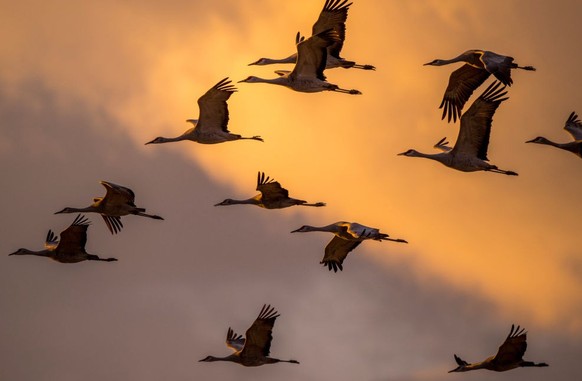 VERENIGDE STATEN - 30-03-2023: Sandhill-kranen (Antigone canadensis) zijn zichtbaar in de avondlucht op weg naar hun nesten nabij Othello, Adams County, Eastern Washington State, VS.  (Foto door Wu...