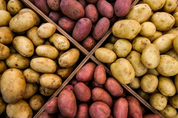 ST PETERSBURG, RUSSIA - AUGUST 21, 2018: Potatoes at the 27th Agrorus international agricultural exhibition and trade fair at the Expoforum exhibition and convention center. Peter Kovalev/TASS PUBLICA ...