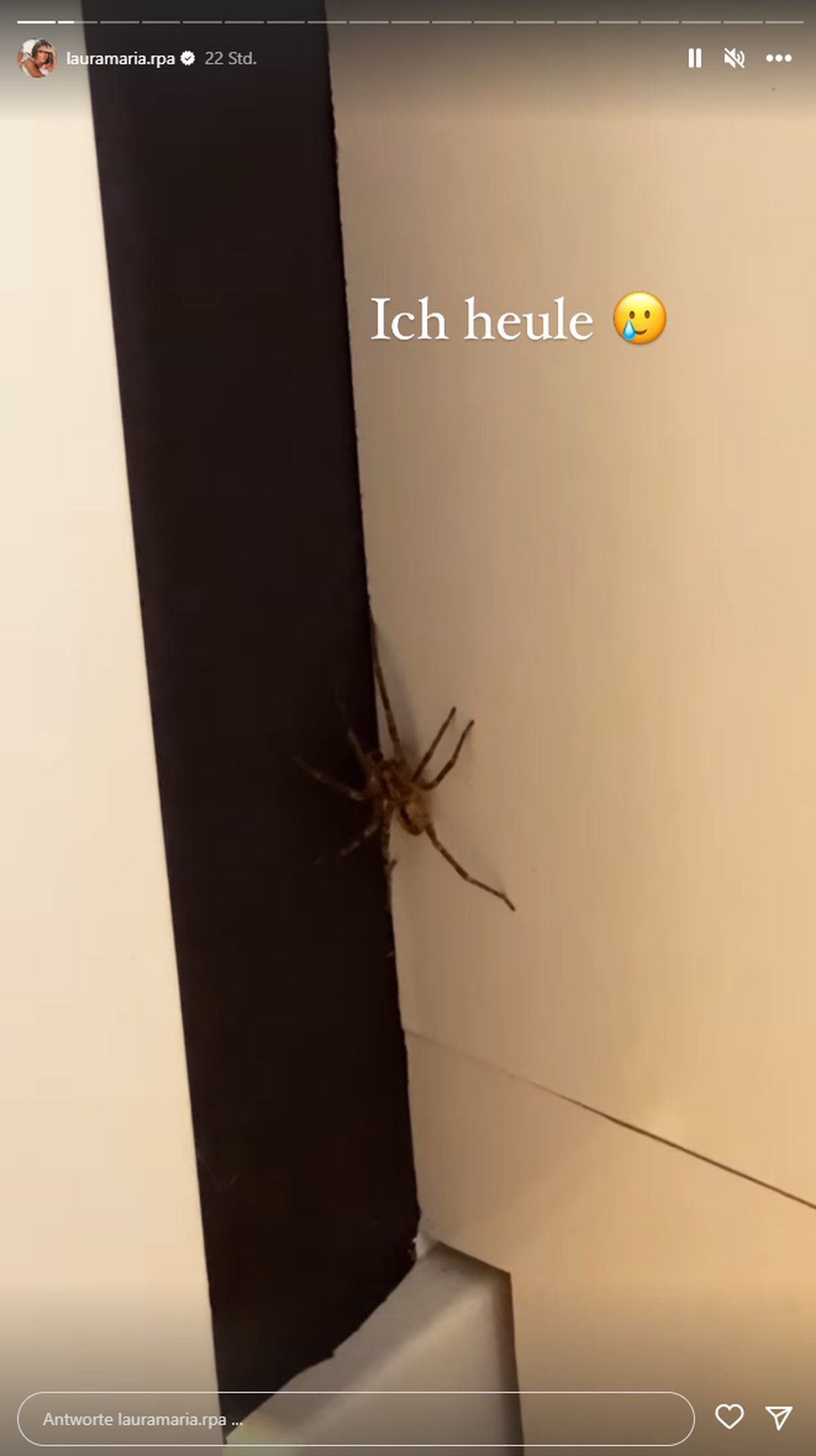 In Laura Maria Rypas Wohnung befand sich eine giftige Spinne.