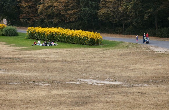 Die sommerliche Hitze und der Regenmangel haben weite Teile der Parkanlagen in der Bonner Rheinaue verdorren lassen und für erhebliche Rasenschäden gesorgt. Bonn, 14.08.2020