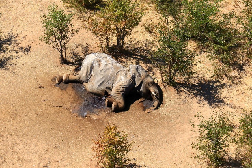 A dead elephant is seen in this undated handout image in Okavango Delta, Botswana May-June, 2020. PHOTOGRAPHS OBTAINED BY REUTERS/Handout via REUTERS ATTENTION EDITORS - THIS IMAGE HAS BEEN SUPPLIED B ...