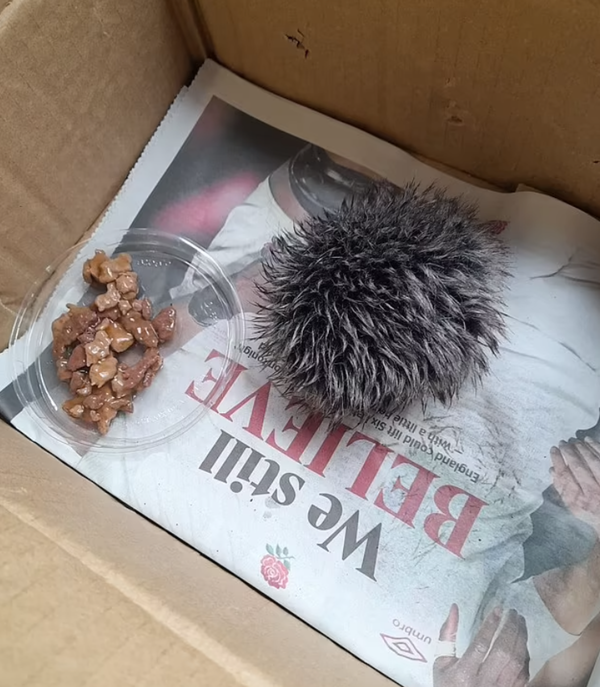 Eine Frau in England hielt diese Bommelmütze für einen Igel.