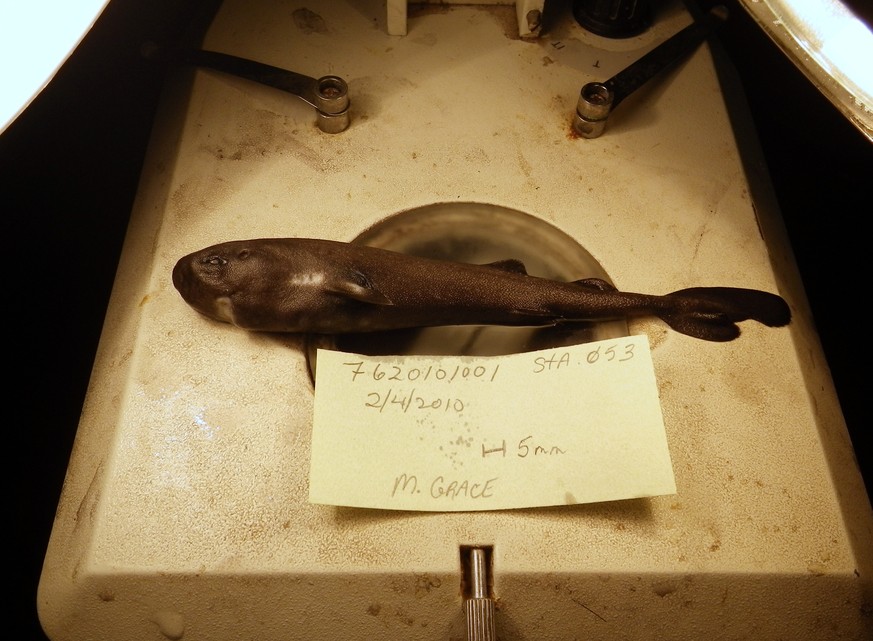 FILE - This undated image provided by National Oceanic Atmospheric Administration National Marine Fisheries Service Southeast Fisheries Science Center shows a 5.5-inch long rare pocket shark. A pocket ...
