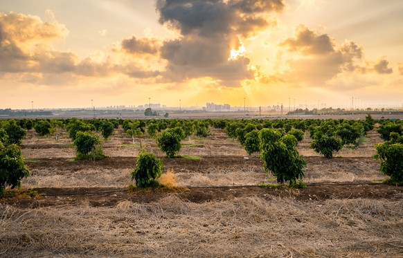 Sunset at an avocado plantation, Israel