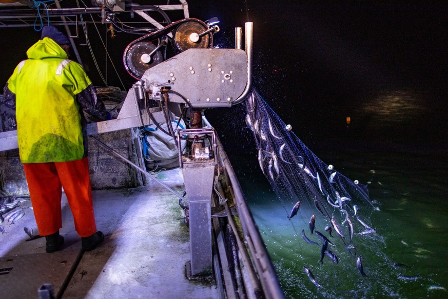 ARCHIV - 09.03.2021, Mecklenburg-Vorpommern, Freest: Fischer ziehen im Greifswalder Bodden die Stellnetze mit Heringen an Bord eines Kutters. Der schlechte