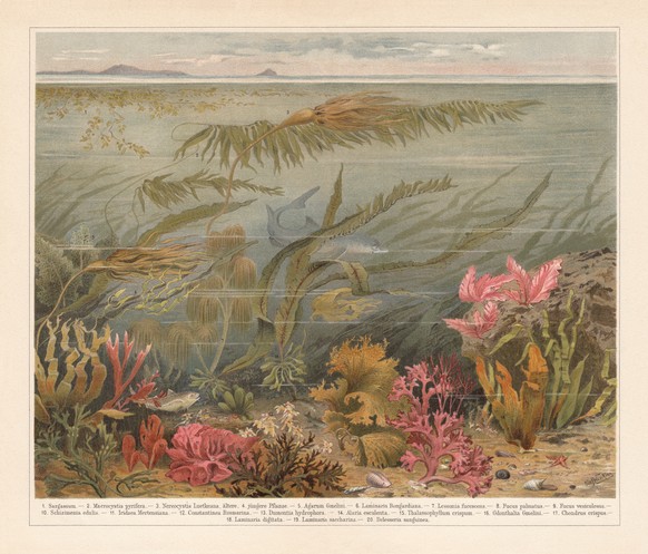 Seaweed: 1) Japanese wireweed (Sargassum muticum); 2) Giant kelp (Macrocystis pyrifera); 3) Bull kelp (Nereocystis luetkeana, older plant); 4) Bull kelp (Nereocystis luetkeana, younger plant); 5) Mari ...