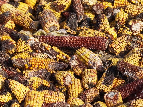 Moldy corn background, Aflatoxin - Aspergillus flavus and Aspergillus parasiticus