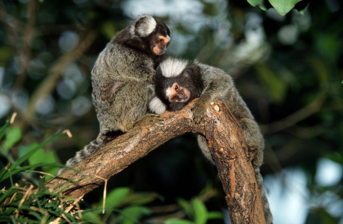 Common Marmosets, gegenseitige Fellpflege, Weißbüscheläffchen Callithrix jacchus *** Common Marmosets, Mutual Coat care, Weissbüscheläffchen Callithrix jacchus Copyright: imageBROKER/P.xWegner iblwep0 ...