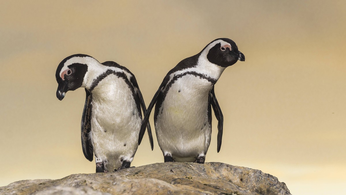 Zwei Brillenpinguine (Spheniscus demersus), P