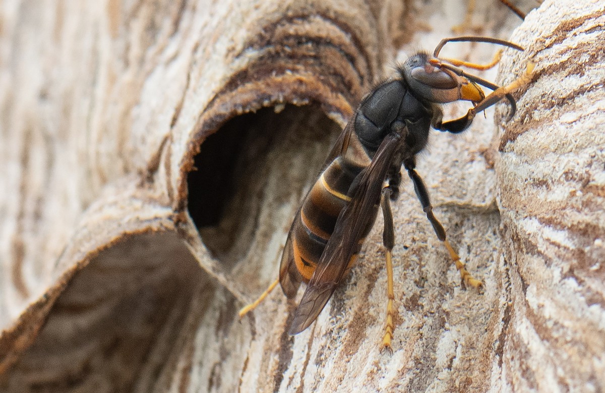 ARCHIV - 09.08.2024, Hessen, Maintal: Eine Asiatische Hornisse sitzt auf ihrem Nest. Die Asiatische Hornisse gilt als invasive Art, ihre Stiche sind deutlich schmerzhafter als die heimischer Insekten. ...