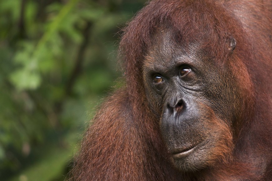 PONGO PYGMAEUS Orang utan (Pongo pygmaeus) head portrait, Semengoh Nature reserve, Sarawak, Borneo, Malaysia, Endangered PUBLICATIONxINxGERxSUIxAUTxONLY 1319138 EdwinxGiesbers