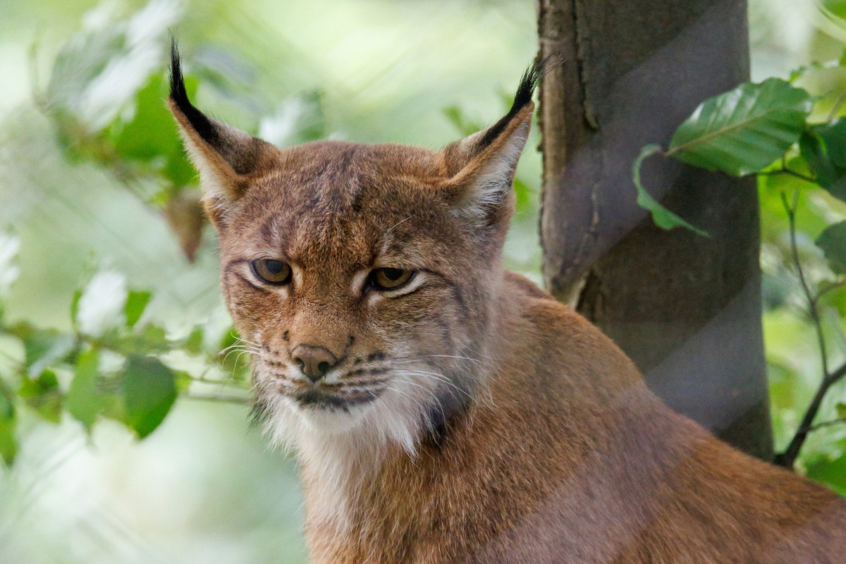 19.09.2023, Bayern, N�rnberg: Ein Eurasicher Luchs (Lynx lynx) sitzt im Tiergarten N�rnberg in seinem Gehege. Das Raubtier ist die gr��te in Europa lebende Katze und z�hlt mit dem Wolf und dem B�ren z ...
