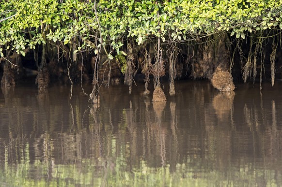 Luftwurzelsystem von Mangroven unter gezeitenbedingten Wasserstandsschwankungen, Kinabatangan Flussebene, Sabah, Borneo, Malaysia / Aerial root systems of mangroves growing in in tidal mudflats, Kinab ...