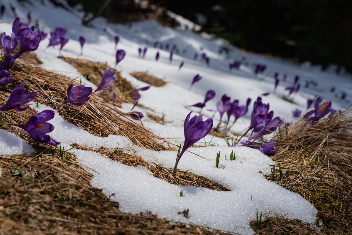 Beautiful spring landscape with snow and saffron flowers, close to nature, Carpathians, Ukraine