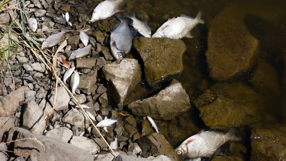 Dead fish are pictured on the banks of the river Oder in Schwedt, eastern Germany, on August 12, 2022, after a massive fish kill was discovered in the river in the eastern federal state of Brandenburg ...