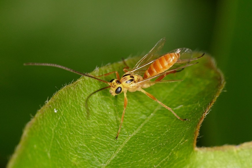 HANDOUT - 18.05.2020, Schleswig-Holstein, Mohrkirch: Ein Campodorus paradiesensis-Weibchen sitzt auf einem Blatt. Die bislang unbekannte Schlupfwespen-Art hat der Insektenexperte Lennart Bendixen in S ...