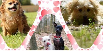 Awwwww... Anna hasste Chihuahuas, bis sie dieser FB-Gruppe beitrat