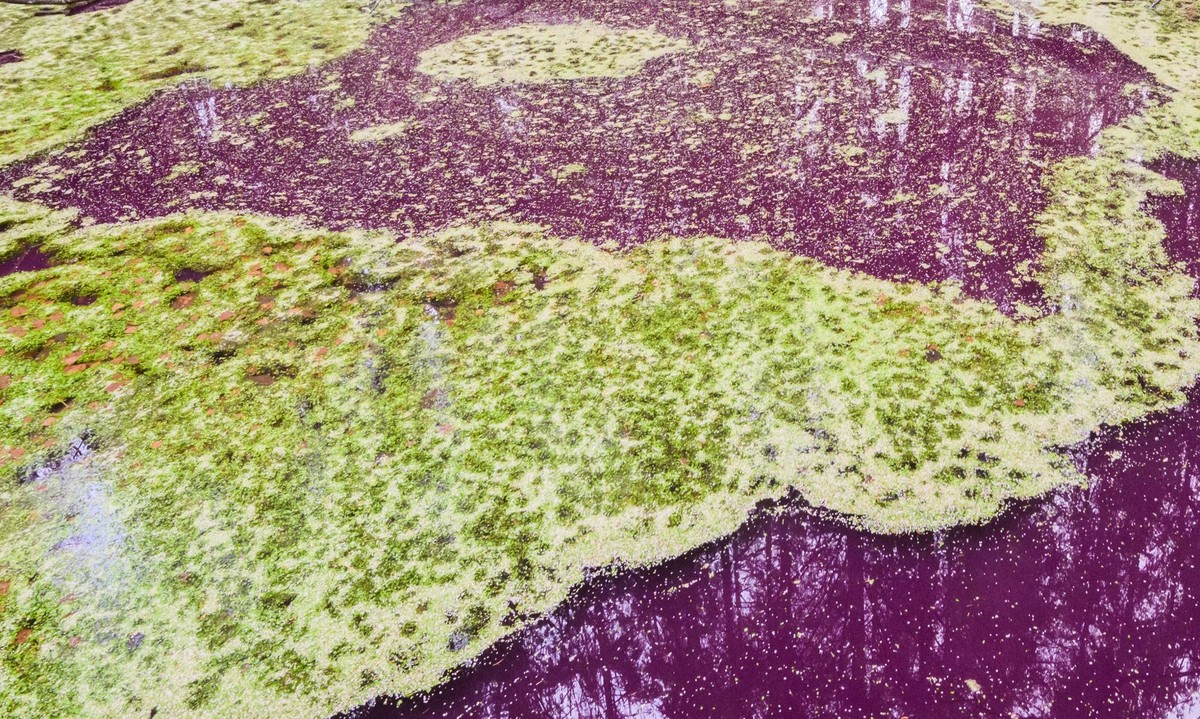 10.01.2023, Niedersachsen, Sibbesse: Purpurfarben schimmert das Wasser in einem kleinen Teich im Hildesheimer Wald bei Sibbesse. (recrop) Experten vom Niedersächsischen Landesbetrieb für Wasserwirtsch ...