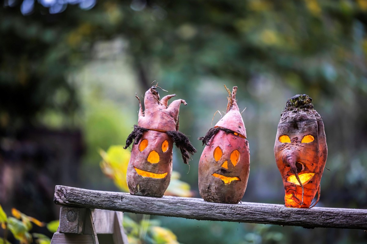 Rübengeist vs. Halloween Kürbis. Schaurig-schöne Rübengeister in einem Garten. Seit den 1990er Jahren verbreiten sich der Volksbrauch Halloween US-amerikanischer Ausprägung auch in Deutschland. Der Kü ...
