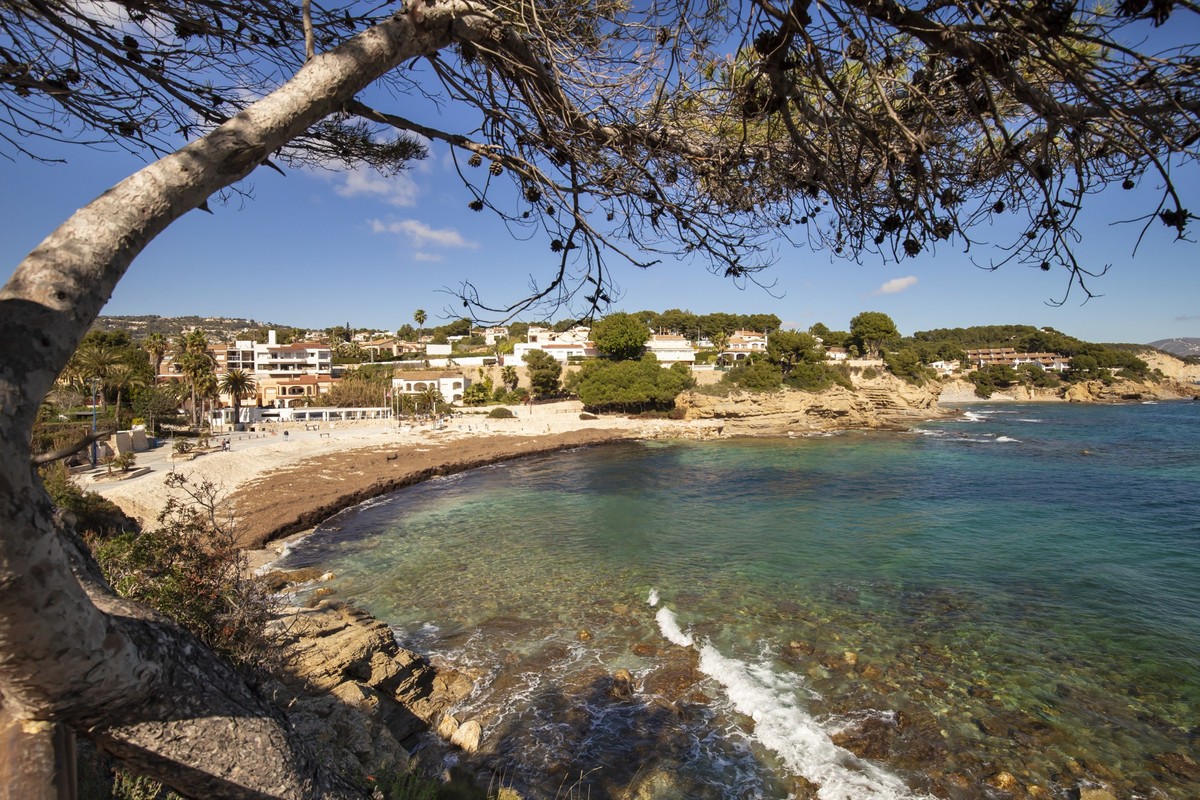 Mediterranean pines in a city park in Moraira overlooking Playa El Portet beach in Mediterranean Alicante, Spain.